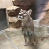 第678　YUCHIの祝日、日本平動物園。