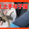 甘え上手な子猫の相手をするとこうなります