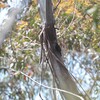 ノドジロキノボリ(White-throated Treecreeper)