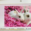 お花見を断るぽてこ