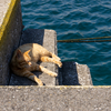 隣市南離島のねこさん