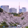 今週の振り返り｜桜満開、リブート最終回、ステーキランチとジョギング再開！？