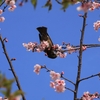 満開の河津桜に「ヒヨドリ」