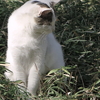 ２月２８日　江東区西大島を中心に　猫さま歩き　とその情景