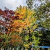 目立たぬ花ですが。。。