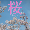 桜 ～2024～