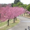 ２０２５年  馬見丘陵公園の河津桜
