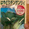 お手軽栽培、市販種）はやどりチンゲンサイ（2021/10/28〜2022/01/17）