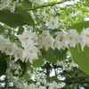 大通り公園のハクウンボクの花