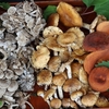 肴の天然きのこ料理昨日から本格始動！！