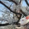桜2024