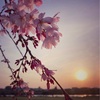 夕暮れの桜