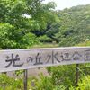 ハンゲショウ咲き始めました！