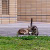 隣県西部離島のねこさん