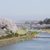 「金澤桜百景」蔵出し写真（その３）