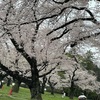 小金井公園の桜まつり