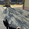 黒柴 🐶 つん