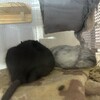 くろごまあん二世 187日目