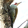 鳥取県）大山2日目（午後）、寂静山、お里の松周辺。アオゲラ、アトリ（実）、エナガ、カシラダカ、コガラ、ヒガラ（実）、ゴジュウカラ（実）、シメ、コゲラ、シジュウカラ、ツグミ、マミチャジナイ、ヤマガラ。