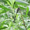 生き物と花に背中押された30キロ走