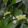 芒種の終わり梶ヶ森　霧