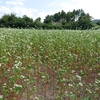 【蕎麦はまだ、ならぬ、蕎麦はまた】一面のソバ畑 見頃のソバの花【山形県尾花沢市】