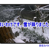 寒いわけです、雪が降りました！