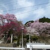 飯沼神社は春爛漫