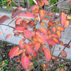 我が家の紅葉 ～その３～
