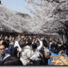 上野公園の桜