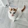 猫と暮らすコスメの日記始めました