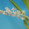 Eria hyacinthoides