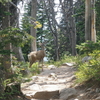 Mule Deer on Amphitheater Lake Trail