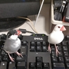 文鳥とのお別れ