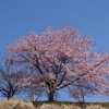 太陽丘ニュータウン「彼岸桜」