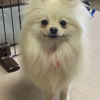愛犬は１歳６ヶ月～今も続けるポメラニアンのトレーニング