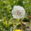 春の野の花たち🌼