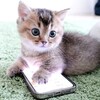可愛いネコちゃんシリーズー3・・・
