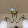 インコのひなにふりまわされる