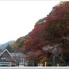 紅葉を見に高尾山に行く