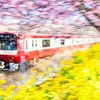 京急　第２１回　三浦海岸桜まつり　Ⅱ