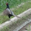 雉も鳴かずば撃たれまい