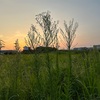 今朝のお散歩🌱景色