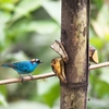 Golden-naped Tanager キンエリフウキンチョウ