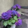 玄関先に飾った紫陽花♪＜暮らしを楽しむ＞