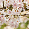 慈眼寺公園のさくら広場の桜(2018年3月25日)＠鹿児島市下福元町