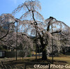 小石川後楽園