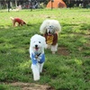 犬と行く　ドッグラン有り公園　江東区 木場公園