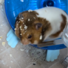 ハムスターって可愛いよね🐹