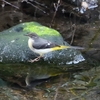 【野鳥】11月の恩田川レポート「野鳥の宝庫」＠奈良川＆恩田川　後編